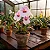 Orquídea Miltonia Rosa - Imagem 1