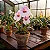 Miltonia Rosa - Imagem 1