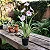 Miltonia Rosa - Imagem 2