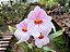 Miltonia Rosa - Imagem 1