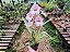 Miltonia Rosa - Imagem 4