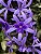 Flor de São Miguel Gigante - Petrea Volubilis - Imagem 5