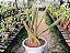 Cacto Rabo de Rato - Aporocactus flagelliformis - Imagem 6