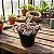 Suculenta Crassula pellucida - Imagem 4