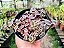 Crassula pellucida - Imagem 3
