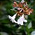 Abélia  - Abelia x grandiflora (Melífera) - Imagem 3