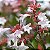 Abélia  - Abelia x grandiflora (Melífera) - Imagem 1