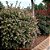 Abélia  - Abelia x grandiflora (Melífera) - Imagem 2