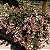 Abélia  - Abelia x grandiflora (Melífera) - Imagem 6