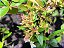 Abélia  - Abelia x grandiflora (Melífera) - Imagem 7