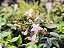 Abélia  - Abelia x grandiflora (Melífera) - Imagem 8