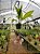 Coryanthes schmidtii - Imagem 4