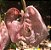 Coryanthes schmidtii - Imagem 2