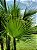 Palmeira Paurotis - Acoelorrhaphe wrightii - Imagem 2