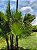 Palmeira Paurotis - Acoelorrhaphe wrightii - Imagem 5