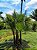 Palmeira Paurotis - Acoelorrhaphe wrightii - Imagem 1