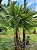 Palmeira Paurotis - Acoelorrhaphe wrightii - Imagem 6