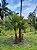 Palmeira Paurotis - Acoelorrhaphe wrightii - Imagem 7
