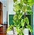 Philodendron ou Filodendro Paraíso Verde - Imagem 3