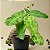 Philodendron ou Filodendro Paraíso Verde - Imagem 4