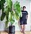 Philodendron ou Filodendro Paraíso Verde - Imagem 5