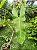 Philodendron ou Filodendro Paraíso Verde - Imagem 6