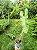 Philodendron ou Filodendro Paraíso Verde - Imagem 7