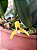 Maxillaria Hibrida - Imagem 7