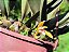 Maxillaria Hibrida - Imagem 8