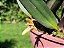 Maxillaria Hibrida - Imagem 9