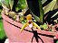 Maxillaria Hibrida - Imagem 3