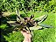 Maxillaria Hibrida - Imagem 4