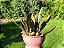 Maxillaria Hibrida - Imagem 6