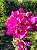 Planta Trepadeira Primavera Fúcsia (30 CM) - Imagem 2
