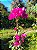 Planta Trepadeira Primavera Fúcsia (30 CM) - Imagem 9