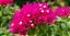 Primavera Fúcsia - Imagem 4