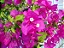Primavera Fúcsia - Imagem 1