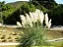 Capim dos Pampas Verde - Imagem 7