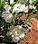 Hibisco da Siria Branco - Imagem 2