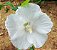 Hibisco da Siria Branco - Imagem 3