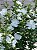 Hibisco da Siria Branco - Imagem 4