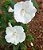 Hibisco da Siria Branco - Imagem 5