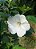 Hibisco da Siria Branco - Imagem 1