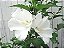Hibisco da Siria Branco - Imagem 6