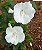 Hibisco da Siria Branco - Imagem 7