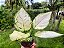 Aglaonema Super White - Imagem 1