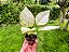 Aglaonema Super White - Imagem 4