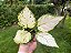 Aglaonema Super White - Imagem 2