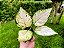 Aglaonema Super White - Imagem 6