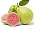 Goiaba Tailandesa - Psidium Guajava - Imagem 3